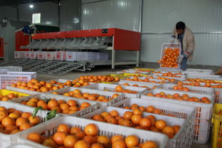 江南鎮(zhèn)農(nóng)產(chǎn)品初加工廠正式投產(chǎn)運(yùn)營(yíng)，助力初級(jí)農(nóng)產(chǎn)品收購(gòu)與產(chǎn)業(yè)升級(jí)
